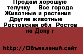 Продам хорошую телучку. - Все города Животные и растения » Другие животные   . Ростовская обл.,Ростов-на-Дону г.